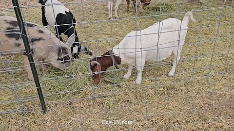 Graham Family Farm NW: 9:00 AM October 1 2025