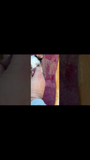 Bo's first canoe lesson. #puppy #Dog #texasheeler #heeler #training #canoe #yankeefree