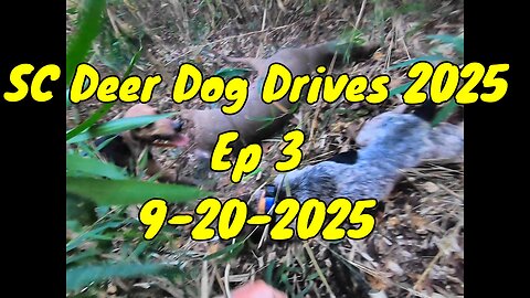 SC Deer Dog Drives 2025! Ep (3) Great hunt!