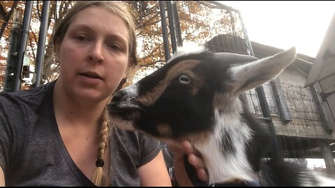 Breeding Dairy Goats 2024 VLOG#037