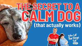 The Secret To A Calm Dog: Tips For A Calmer Pup 🐶 — Dog Talk Ep. 075