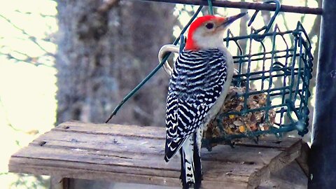 Red-bellied woodpecker