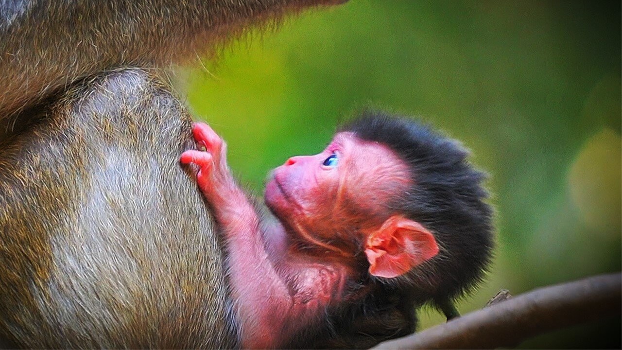 Plz Welcome To Newborn BABY Monkey Of MOM GIGI Just Was Born Today 02.04.2025