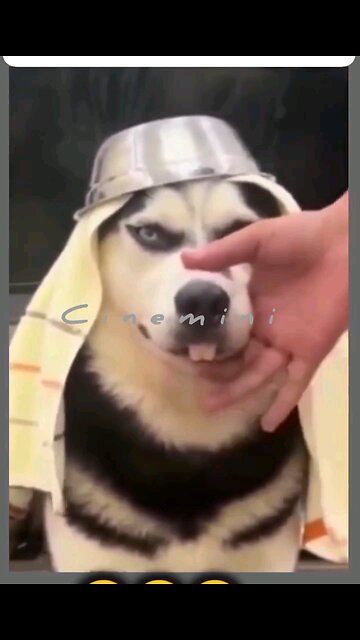 Heartwarming Moments with Playful Pets 🐾❤️Viral viralhuskey Dogs Puppies viral videos funny videos