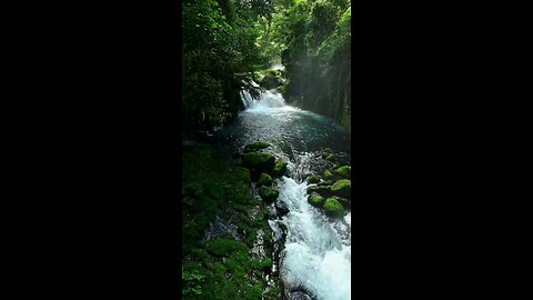 Where Water Whispers to the Forest