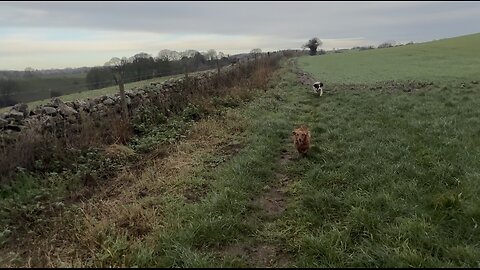 16/12/25 trail run with molly and willow