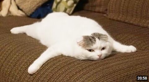 You Laugh, You Lose! 🤣 Funny Cat Videos 2025 😹