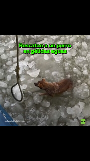 Salvan la vida de un perro extraviado en aguas heladas en Rusia
