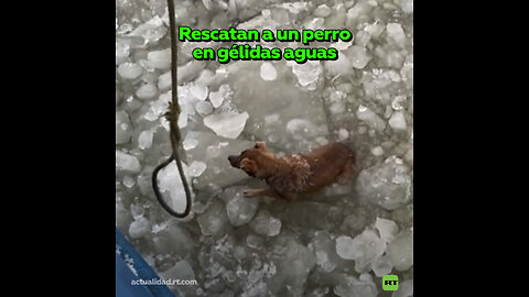 Salvan la vida de un perro extraviado en aguas heladas en Rusia