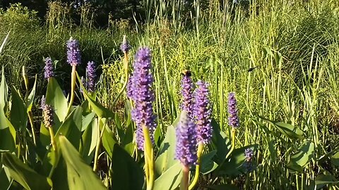 Bumblebees and a Dragonfly