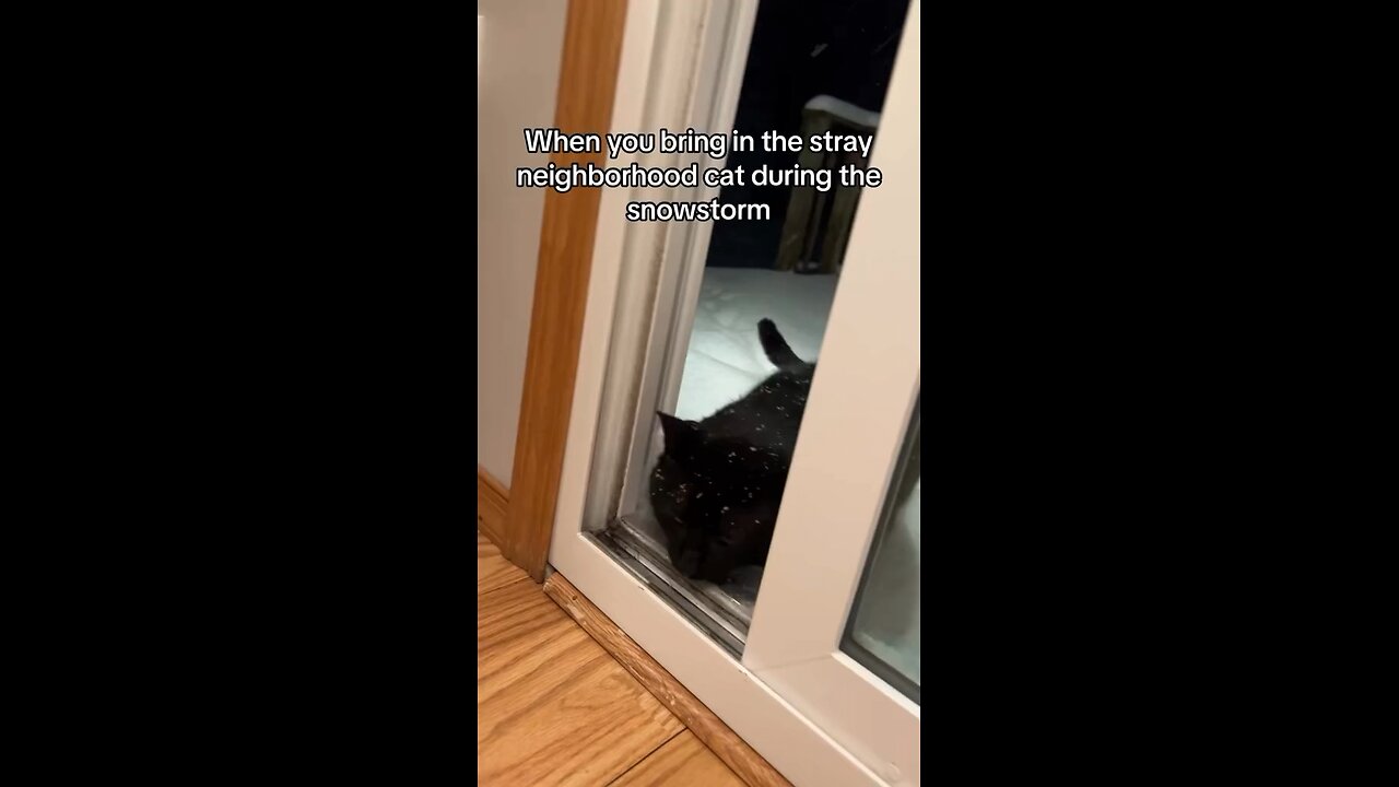 #CatVideo #FunnyCats #CuteCats #KittyLove #Meow #CatLover #CatsOfRumble funny cat