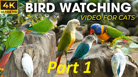 Birds For Cats To Watch Helps Cats Relax Best - Best For Cats To Watch Bird and Squirrels PART 1