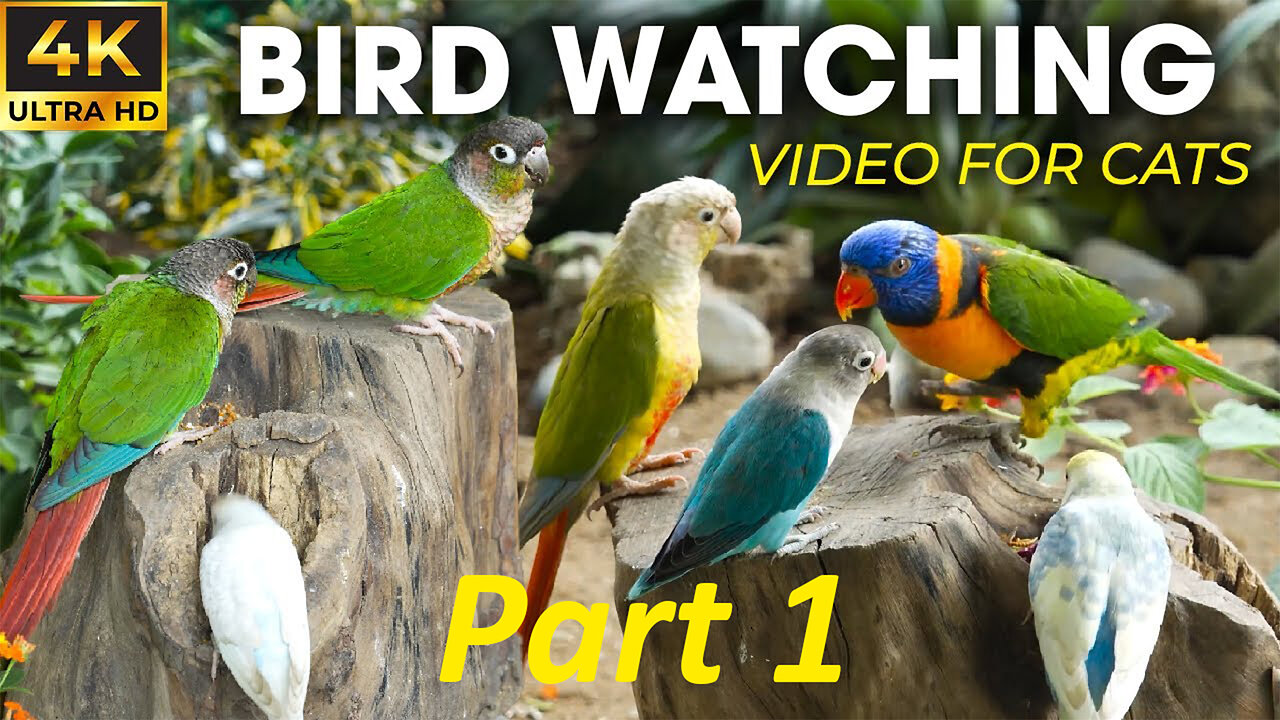 Birds For Cats To Watch Helps Cats Relax Best - Best For Cats To Watch Bird and Squirrels PART 1