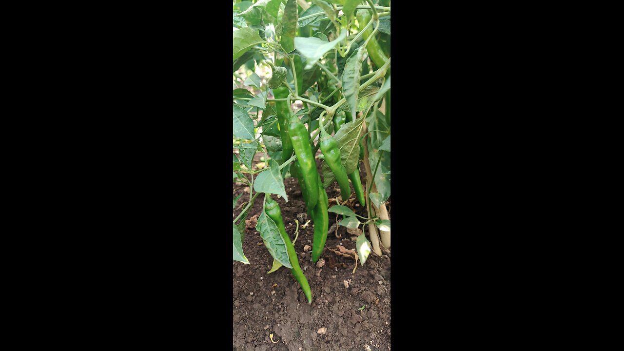 #_FARMING_TIME_PART 03_#