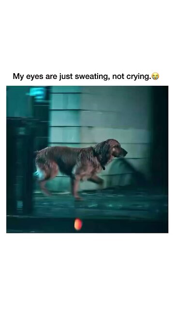 dogs are our best friend