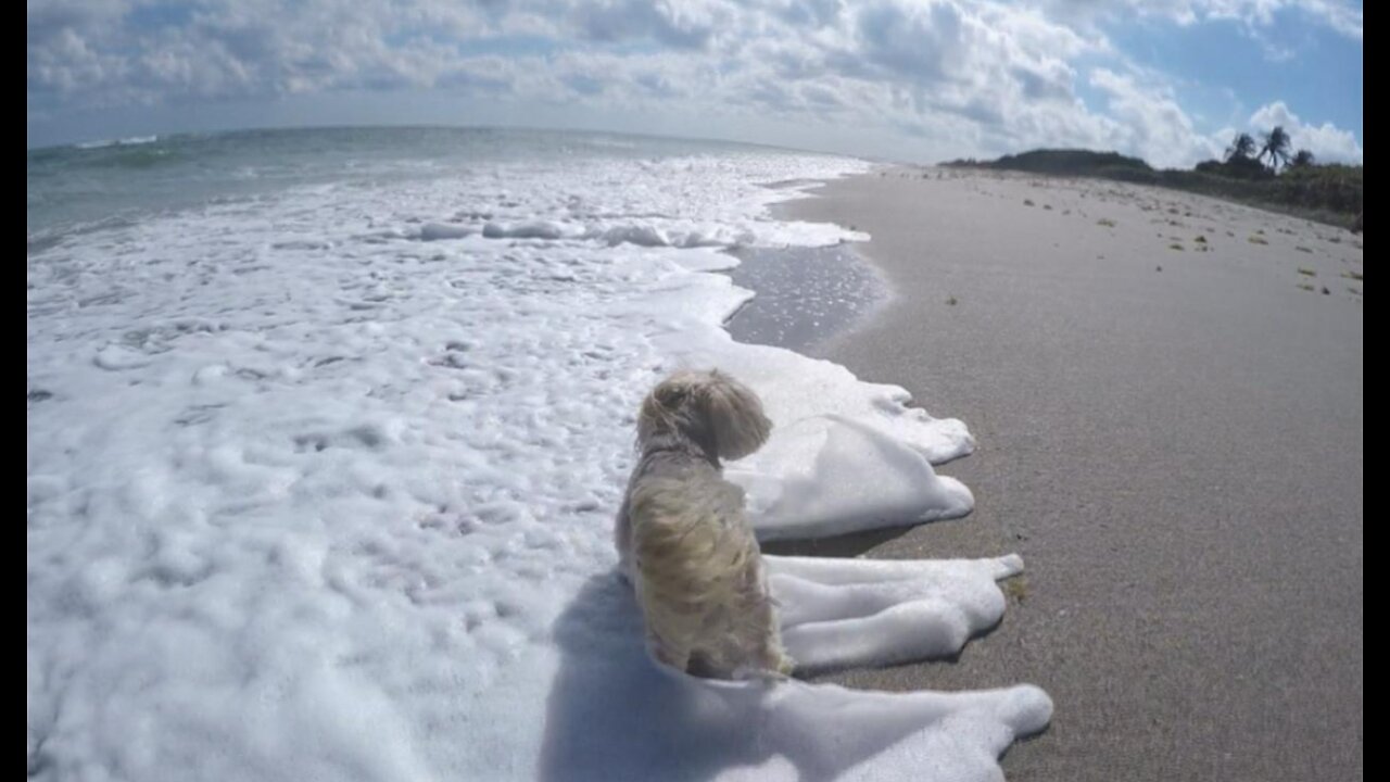 CC the Shorkie starring in ‘Beach Day ~ Jupiter FL’
