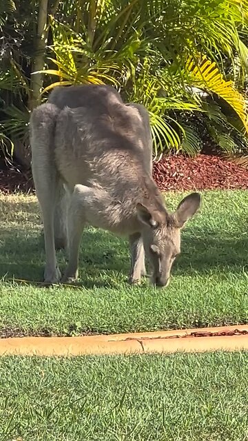 Australian kangaroos