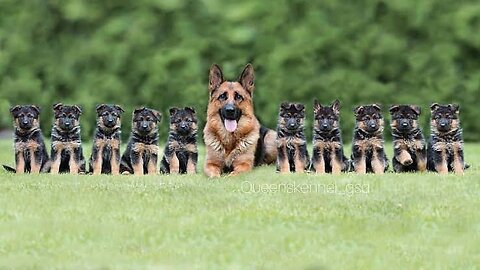 Say yes if you are love German shepherd dog