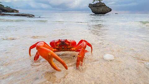 Christmas Island Turns Red! Watch Millions of Crabs Take Over Roads and Beaches