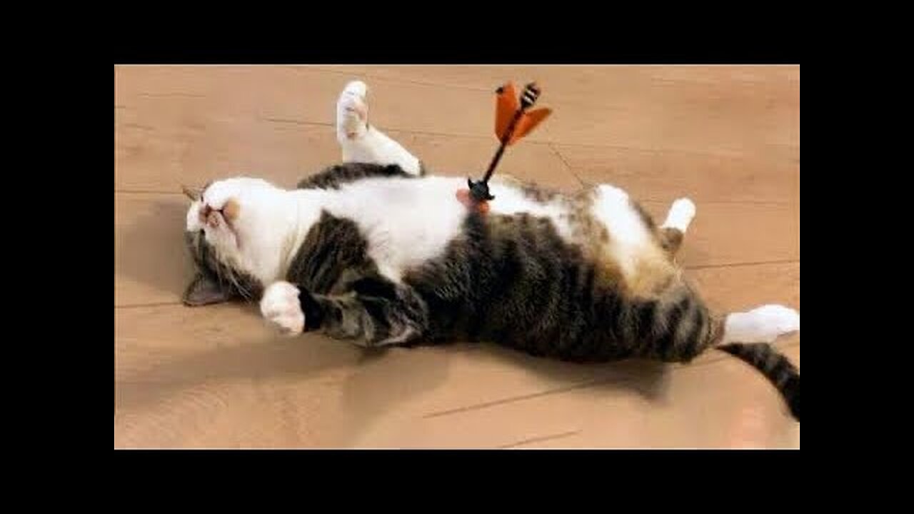 Best Funny Animal Videos 2025😻🐶