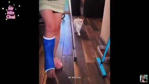 Best Funny Animal Videos of 2024 – Dogs & Cats That Will Make You Laugh!😹🐶