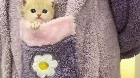 🐱 Funny cat videos | cute cats | Try not to laugh | Cat videos Compilation #shorts 🐈