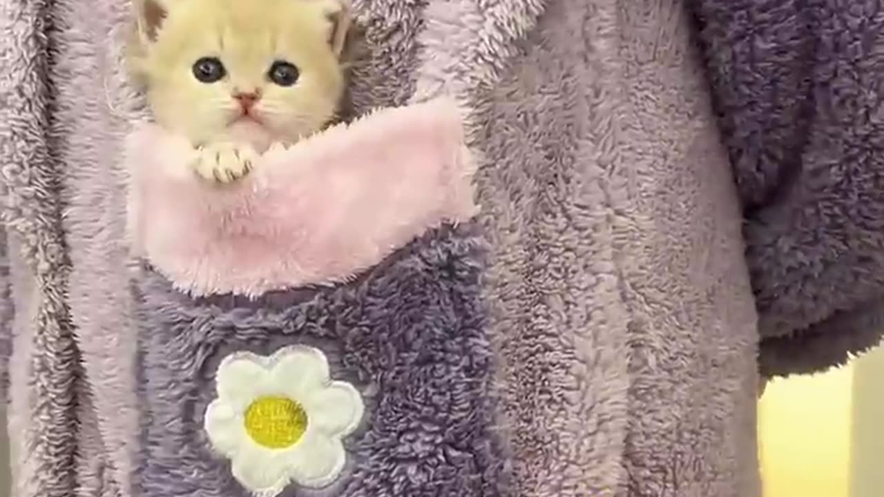 🐱 Funny cat videos | cute cats | Try not to laugh | Cat videos Compilation #shorts 🐈