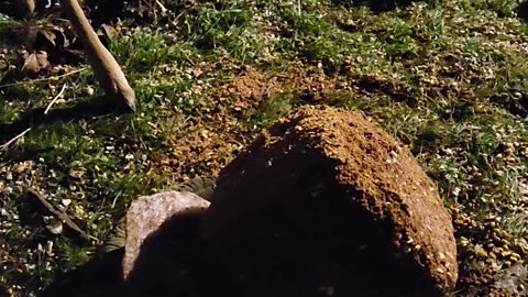 20 Minutes of Deer Sucken on Buck Bourbon Blocks