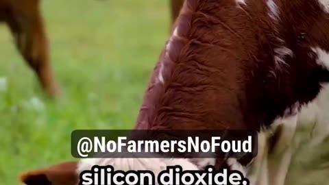 Bill Gates Creating TOXIC Feed Additives for Cows to Meet Climate Change Emission Goals