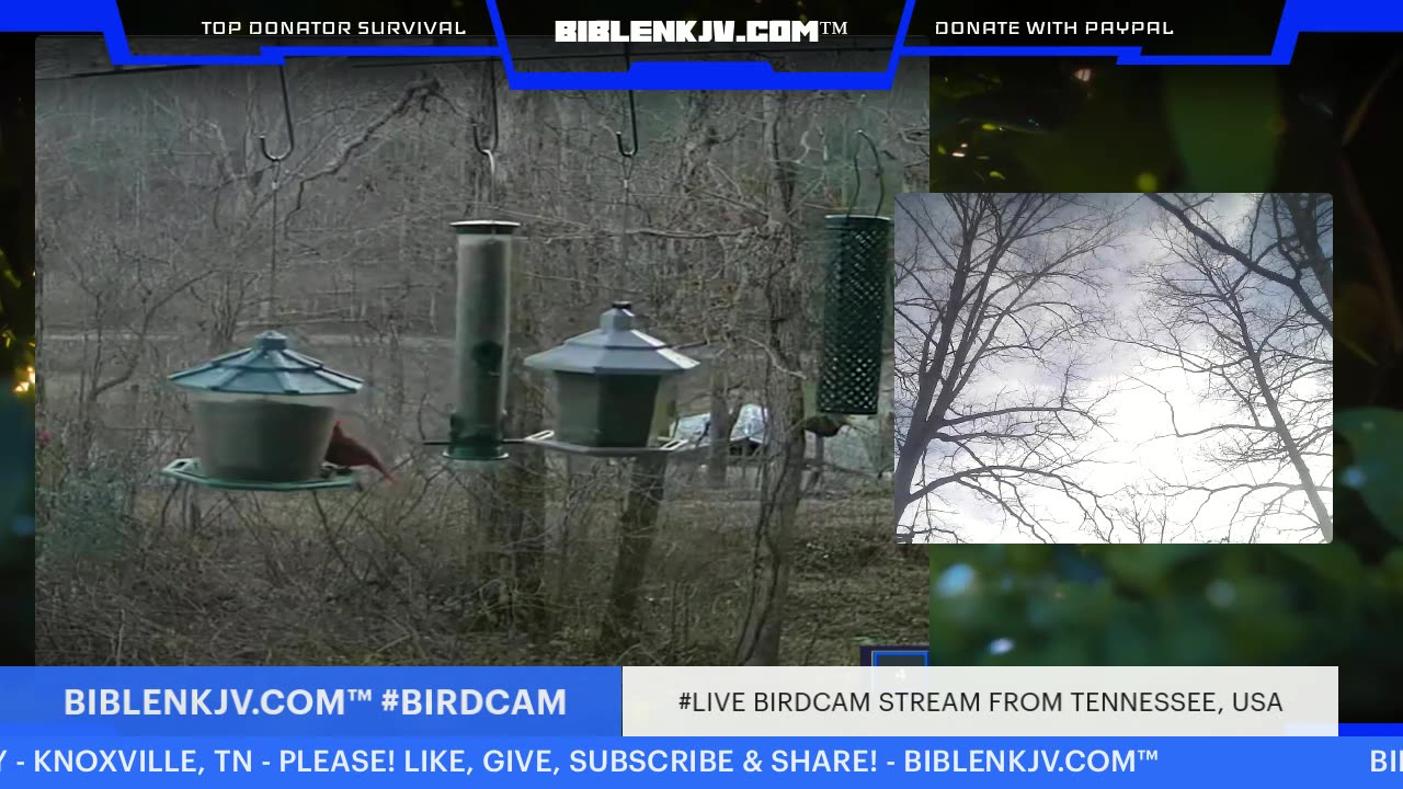 BIBLENKJV.COM™ 1/13/2026 #LIVE #BIRDCAM #TENNESSEE