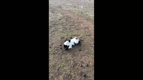 Owner Catches Cat Rolling In Manure