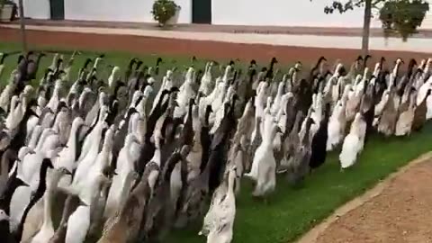 Bird Army