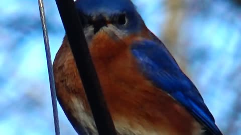 Bluebird