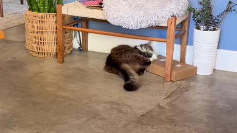 😂🧸 You Won't Believe What She Did to Her Toy! | FunFM