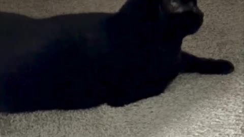 Cute Precious Piper Points in the Direction She is Watching - My Adopted Shelter Cat Vlog. #shorts