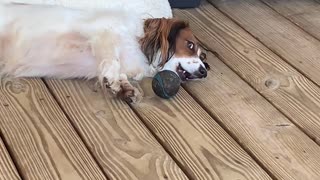 😂🐶 Jessie's Cute Trick to Get Your Attention! | FunFM