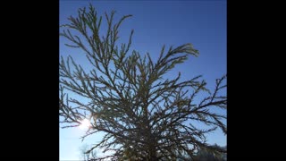 Whats On Your Heart Giant Sequoia Tree Jan 2023