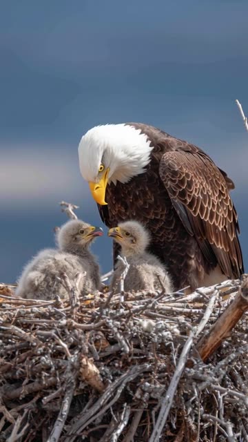 Mother eagle feeding her babies