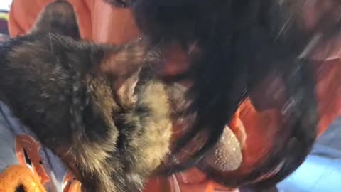 Hi! Get ready for the day with me my little horrors!