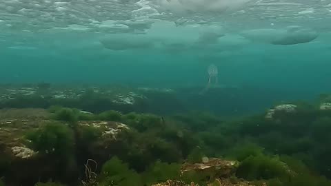 Underwater Footage of Freshwater Snow Falling on Top of Cold Seawater