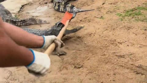 Crocodiles are afraid of shovels.