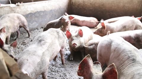 Pigs on My Farm – Cute Piglets & Farm Life! 🌾