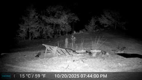 Mountain Lion is Back