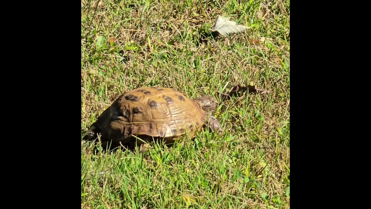 Russian Tortoise.