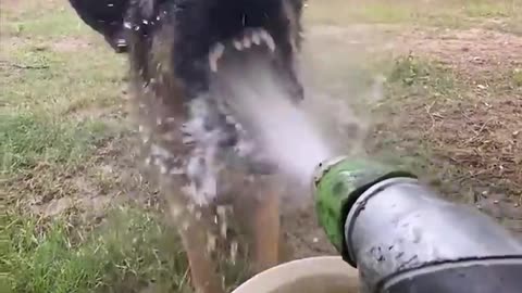 Funny Dogs