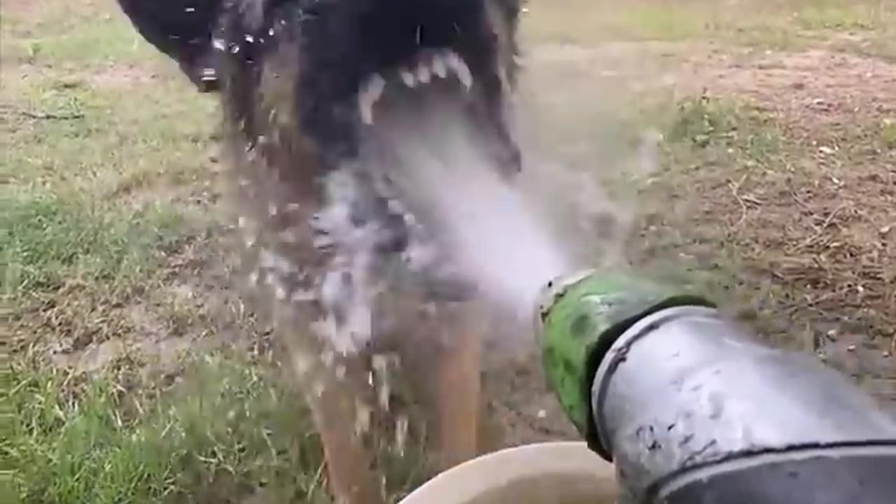 Funny Dogs