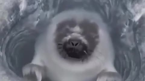 🐬🌊 Man Captures Seal Surfacing to Breathe in the Arctic! | FeedMyCuriosity