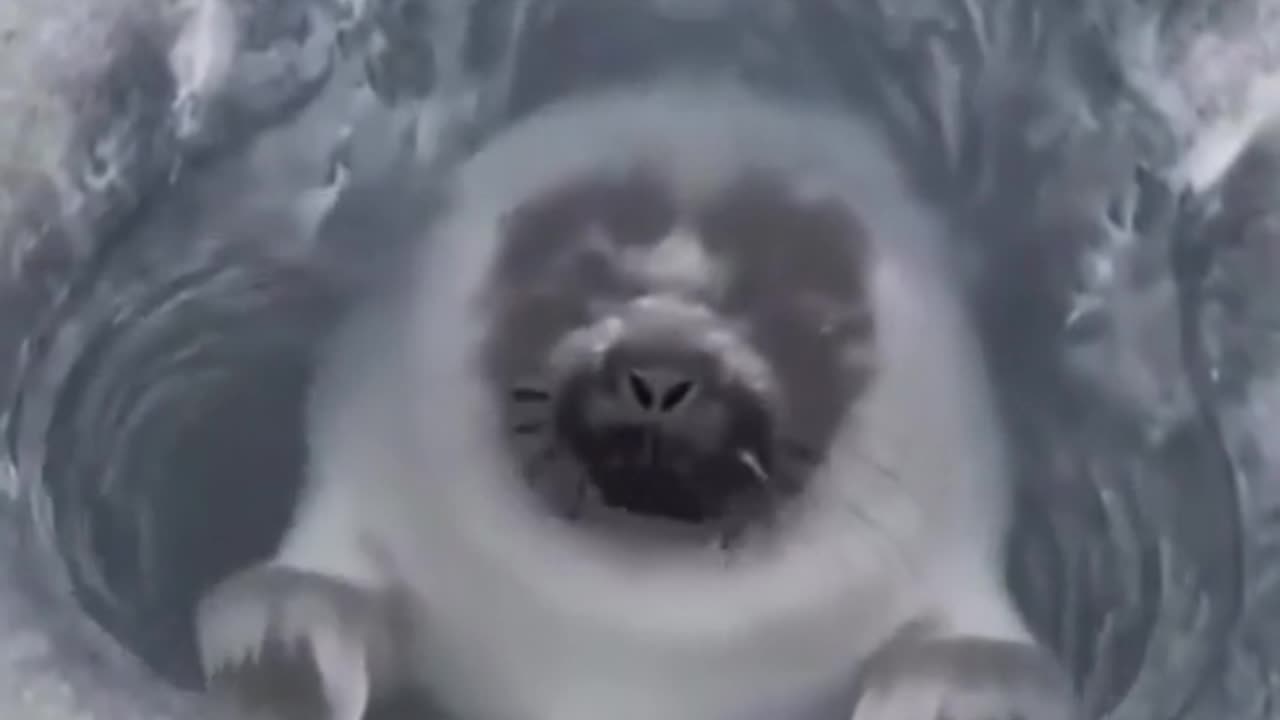 🐬🌊 Man Captures Seal Surfacing to Breathe in the Arctic! | FeedMyCuriosity