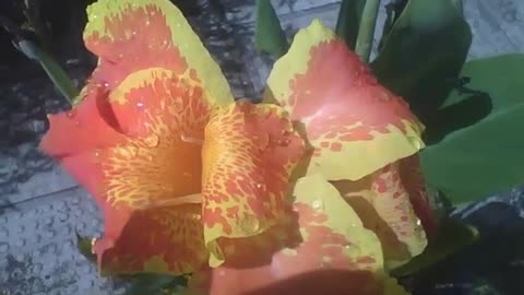 Beautiful canna indica flower, red and yellow, with bees and raindrops [Nature & Animals]