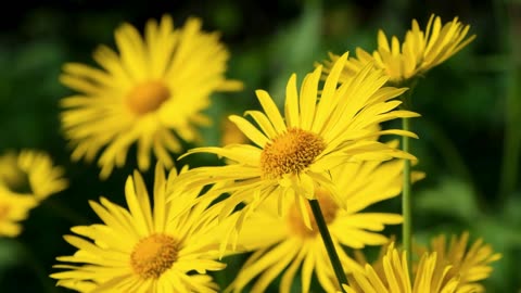 Yellow Flowers in the Wind 🌼💨 | Tibetan Singing Bowl & Relaxing Nature Ambience